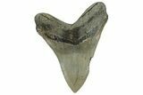 Serrated, Fossil Megalodon Tooth - North Carolina #328435-2